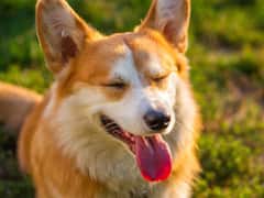 कभी सोचा है कुत्ते जीभ निकालकर क्यों हांफते हैं? इसके पीछे होती है बेहद जरूरी वजह