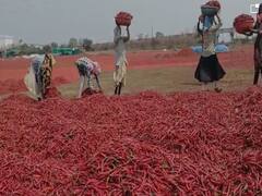 Rain : मुंबईसह राज्यात अवकाळीचा कहर, शेती पिकांचं नुकसान