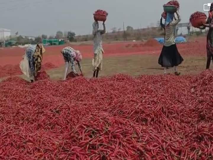अवकाळी पावसाचा शेती पिकांना फटका बसल्यानं शेतकरी संकटात सापडला आहे.