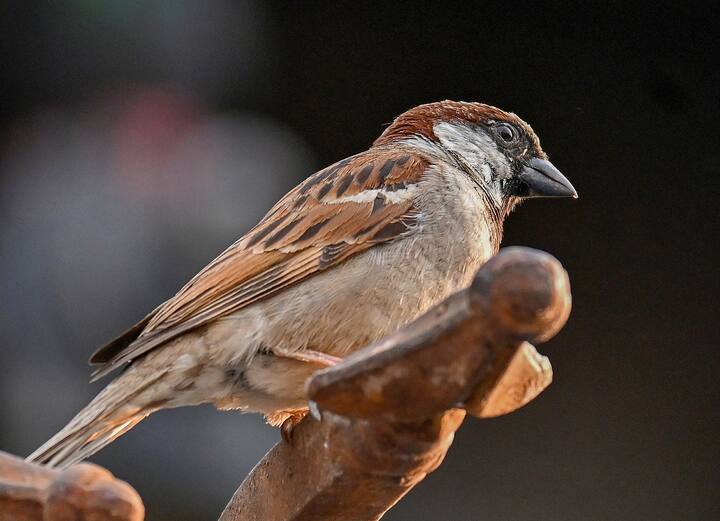ভারতের কোথাও কোথাও বিশ্বাস রয়েছে, বাড়ির কোথাও চড়ুই বাসা বাঁধলে তা শুভ। কিন্তু ইদানিং ছবিটা অন্যরকম হয়েছে। ফ্ল্যাটবাড়িতে হারিয়ে যাচ্ছে ঘুলঘুলি। হারিয়ে যাচ্ছে পড়শই চড়ুইও।