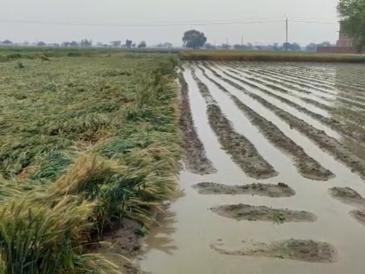 Delhi Crops Spoiled: बेमौसम बारिश ने किसानों की मेहनत पर फेरा पानी, खेतों में बिछी गेंहू और पालक की फसल