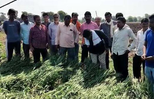 Rain : राज्यात अनेक ठिकाणी अवकाळी पाऊस, शेती पिकांचं मोठं नुकसान