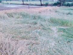 तस्वीरों में देखिए जयपुर में हुए फसलों के नुकसान की हकीकत, बारिश ने ऐसे बिगाड़ी खेतों की हालत