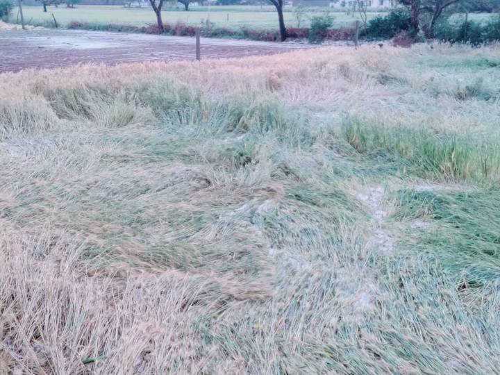 रविवार को हुई जोरदार बारिश और ओलावृष्टि से राजस्थान के जयपुर, चोमू, आमेर, दूदू, बगरू और चाकसू अन्य ग्रामीण इलाकों में बड़ी संख्या में फसलों को नुकसान हुआ है.