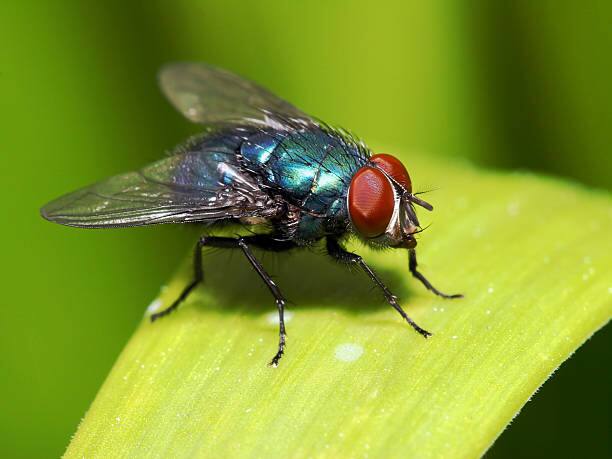 flies are turning gay because of humans what have pollution done pollution effect on fly Pollution Effect : माणसांमुळे माशा समलैंगिक होत आहेत, संशोधनात धक्कादायक माहिती उघड; 'हे' आहे कारण