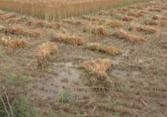 बारिश और ओलावृष्टी से 34 हजार किसानों की 38,985 हेक्टेयर फसल खराब, सिर्फ इन जिलों को मुआवजा देगी सरकार!