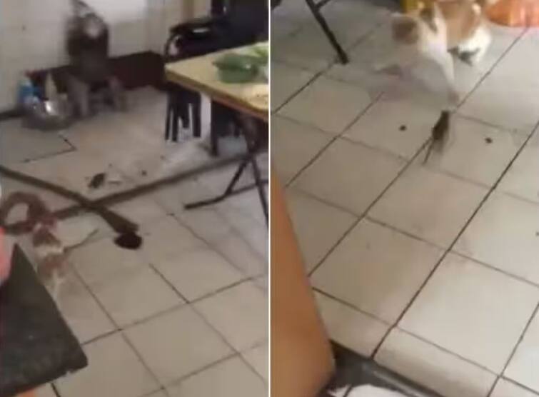 cat running after seeing mouse video goes vira Viral Video: ਚੂਹੇ ਨੂੰ ਦੇਖ ਕੇ ਨੌਂ ਦੋ ਗਿਆਰਾਂ ਹੋ ਰਹੀ ਬਿੱਲੀ, ਯੂਜ਼ਰਸ ਨੇ ਕਿਹਾ- ਕਿਆ ਬਿੱਲੀ ਬਣੇਗੀ ਰੇ ਤੂੰ...?