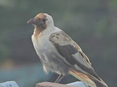 क्या आपने कभी देखा है सफेद कौआ? चित्तौड़गढ़ के पक्षी प्रेमी ने कैमरे में कैद किया ये नजारा