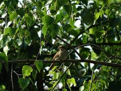 World sparrow day : ‘சிட்டு குருவி ஒன்று ஸ்நேக பார்வை கொண்டு வட்ட பாறையின் மேல் என்னை வா வா என்றது..’ சிட்டு குருவி தினம் இன்று!