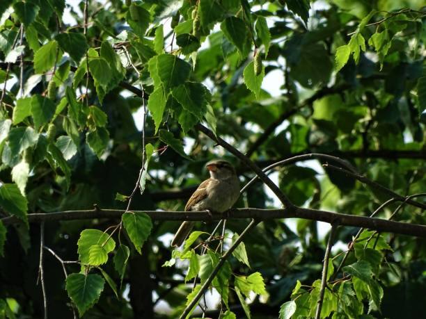 சிட்டு குருவிகள் உருவத்தில் சிரியதாகவே இருக்கும் உயரம் மூன்று முதல் நான்கு அங்குலம் வரை மட்டுமே வளரும் எடையானது முப்பது கிராமுக்குள்ளே இருக்கும்.
