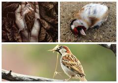 World sparrow day : ‘சிட்டு குருவி ஒன்று ஸ்நேக பார்வை கொண்டு வட்ட பாறையின் மேல் என்னை வா வா என்றது..’ சிட்டு குருவி தினம் இன்று!