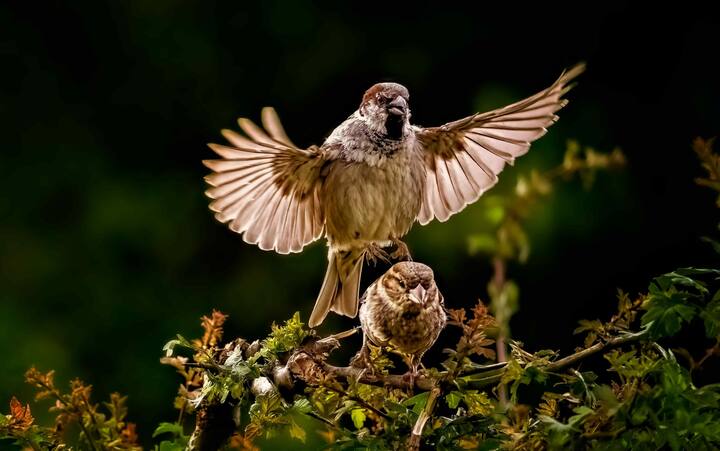ভারতের Nature Forever Society, ফ্রান্সের Eco-Sys Action Foundation এবং সারা বিশ্বের আরও একাধির সংগঠনে মিলে World Sparrow Day উদযাপন করে। ২০১০ সালে সর্বপ্রথম বিশ্ব চড়ুই দিবস পালন করা হয়েছিল।