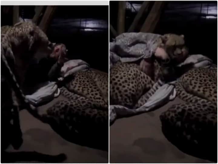 Video: सो रहे मालिक से लिपटकर सोते नजर आए तीन चीते, रोंगटे खड़े कर देगा मंजर man is seen sleeping among his three pet cheetahs Video: सो रहे मालिक से लिपटकर सोते नजर आए तीन चीते, रोंगटे खड़े कर देगा मंजर