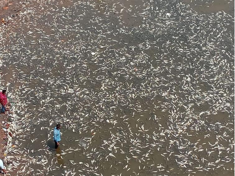 sangli news due to pollution fish dies in Krishna River Dutt india company and swapnapurti sugar electricity and water supply cut off Krishna River Pollution: कृष्णा नदीत प्रदुषणानं माशांचा तडफडून मृत्यू; दत्त इंडियाचा वीज, पाणीपुरवठा तोडला, महावितरण आणि पाटबंधारेची कारवाई