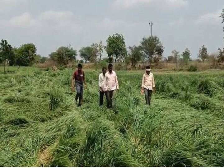अनेक ठिकाणी शेकऱ्यांची (Farmers) पिकं जमिनदोस्त झाली आहेत. सध्या पिकांच्या नुकसानीचे पंचनामे सुरु आहेत.