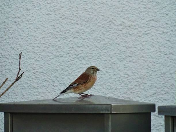 பெரும்பாலும் சிட்டு குருவிகள் பழுப்பு , சாம்பல் , மங்கலான வெள்ளை போன்ற நிறங்களில் காணப்படும்