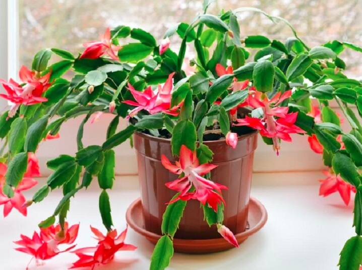 Best Indoor Plants To Add Greenery And Freshness To Your Home வீட்டினுள் இந்தச் செடிகளை வளர்த்துப் பாருங்கள்.. புத்துணர்ச்சி கேரண்டி: லிஸ்ட் இதோ!