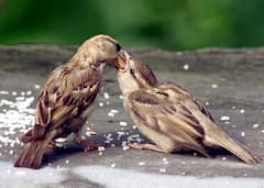 World Sparrow Day 2023: কমছে চড়ুই? কেন সচেতনতা জরুরি? আজ বিশ্ব চড়ুই দিবস