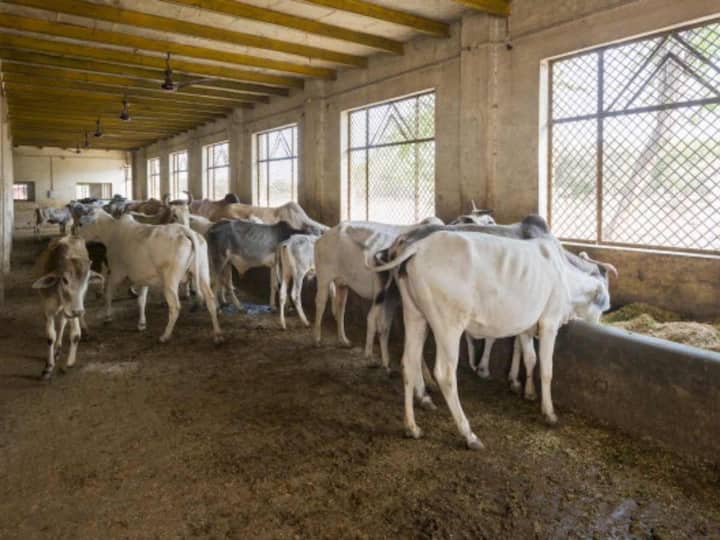 Maharashtra Cabinet Sets Up Cow Service Commission Beef Ban Law Haryana Uttar Pradesh Cow Beef Ban BJP Maharashtra Cabinet Clears Proposal To Set Up Cow Service Commission To Enforce Beef Ban Law