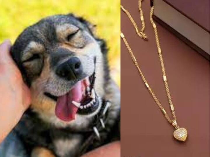 golden retriever pet dog swallowed gold chain worth rs one-and half lakh Dog Swallow Chain: ரூ.1.25 லட்சம்.. 3 சவரன் நகையை விழுங்கிய வளர்ப்பு நாய்.. உரிமையாளர் செய்த காரியம்..