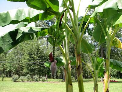 உலக சந்தையில் தேனி மாவட்ட வாழைக்கு தனி அடையாளம் உருவாக்க தனி தொகுப்பு திட்டம் அறிமுகம். இந்த திட்டத்திற்கு 130 கோடி ஒதுக்கீடு