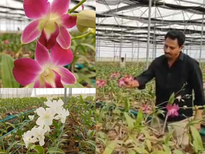 Orchid Flower Success Story : थायलंड येथून रोपटे आणून नारळाच्या सेलमध्ये सॉईल लेस लागवड केली. त्या ऑर्किड रोपट्याला आता फुलं आली असून, त्याला बाजारपेठेत चांगली मागणी आहे.