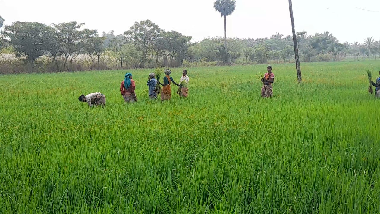 வேளாண் பட்ஜெட் விவசாயிகளுக்கு வரப்பிரசாதமாக அமைந்துள்ளது  - திருவாரூர் மாவட்ட விவசாயிகள் கருத்து