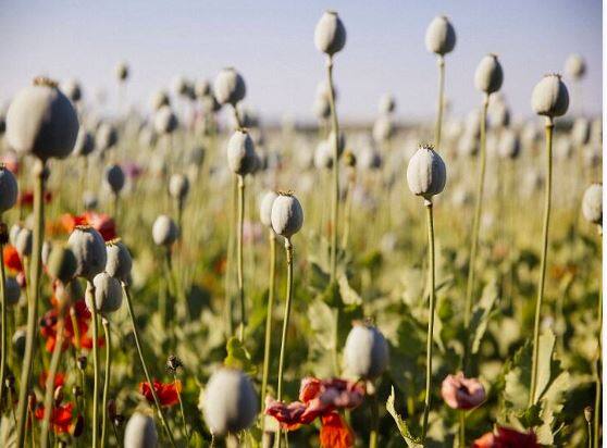 opium crop loss in mandsaur due to parrots and nilgai or afeem ki fasal nu nukasan ਇੱਥੋਂ ਦੇ ਤੋਤੇ ਵੀ ਨੇ ਨਸ਼ੇ ਦੇ ਆਦੀ, ਖੇਤਾਂ 'ਚੋਂ ਕਈ ਕਿੱਲੋ ਉੱਡੀ ਅਫੀਮ... ਕਿਸਾਨਾਂ ਦਾ ਭਾਰੀ ਨੁਕਸਾਨ!