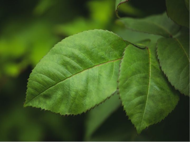 Bel Patra Health Benefits Know 5 Advantages Of Eating Bael Leaves