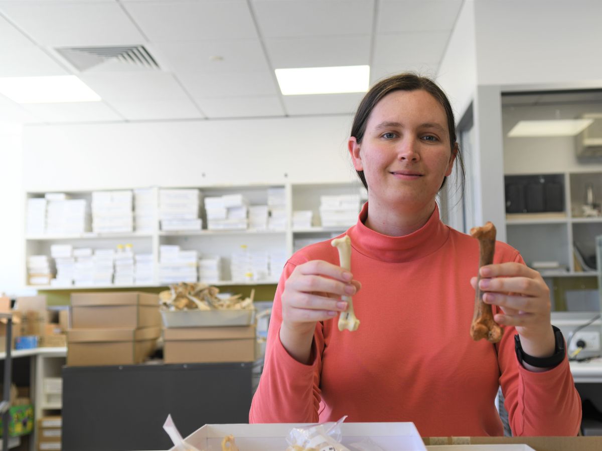 This is a photo of lead author Dr Ellen Mather holding the femur of a Wedge-tailed Eagle (left) and Dynatoaetus gaffae (right) for comparison.  (Photo credit: Tania Bawden)