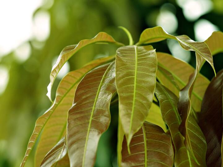 why are mango leaves auspicious పండుగలు, శుభకార్యాలకు మామిడి తోరణాలు ఎందుకు కడతారో తెలుసా?