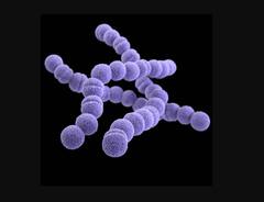 धोकादायक! आता मांस खाणाऱ्या बॅक्टेरियाने चिंता वाढवली? शरीरात घुसून थेट कुरतडायलाच लागतो, संसर्ग झाल्यास मृत्यू अटळ