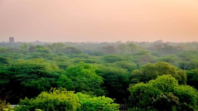 International Forest Day 2023 Theme, History, Significance International Day of Forests 2023: રામનો વનવાસ હોય કે ઋષિમુનિઓની તપસ્યા હોય, સનાતન ધર્મમાં સદીઓથી રહ્યું છે જંગલોનું મહત્ત્વ