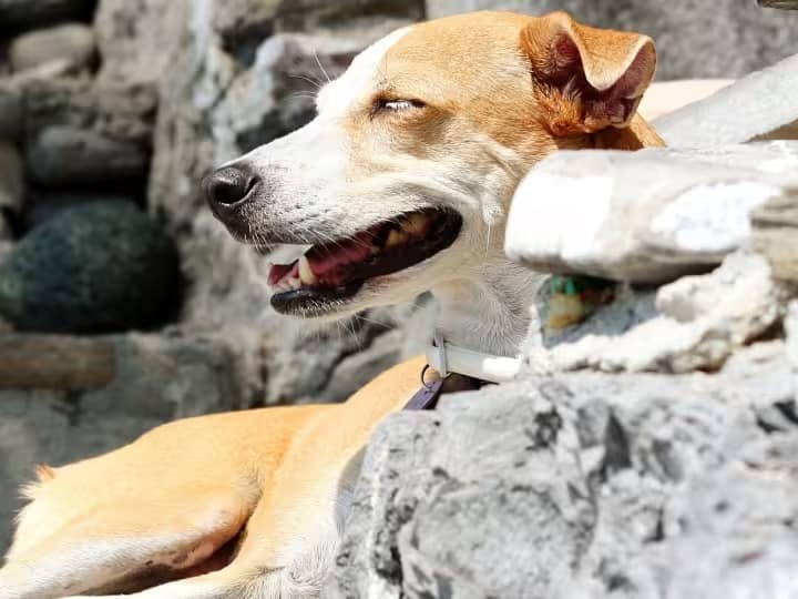 Delhi Stray dogs will be sterilized soon anti-rabies vaccine will be given ann Delhi News: दिल्ली में अब आवारा कुत्तों की नसबंदी जल्द, लगेंगे एंटी-रेबीज के टीके