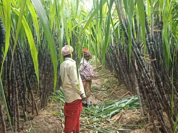 An additional Rs.195 per tonne will be given to sugarcane farmers in the agriculture department budget tabled today. TN Agri Budget: கரும்பு விவசாயிகளுக்கு ஒரு இன்பச் செய்தி.. கரும்புக்கு கூடுதல் தொகை! வேளாண் பட்ஜெட்டில் அதிரடி..