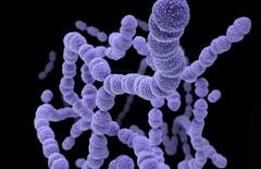 धोकादायक! आता मांस खाणाऱ्या बॅक्टेरियाने चिंता वाढवली? शरीरात घुसून थेट कुरतडायलाच लागतो, संसर्ग झाल्यास मृत्यू अटळ