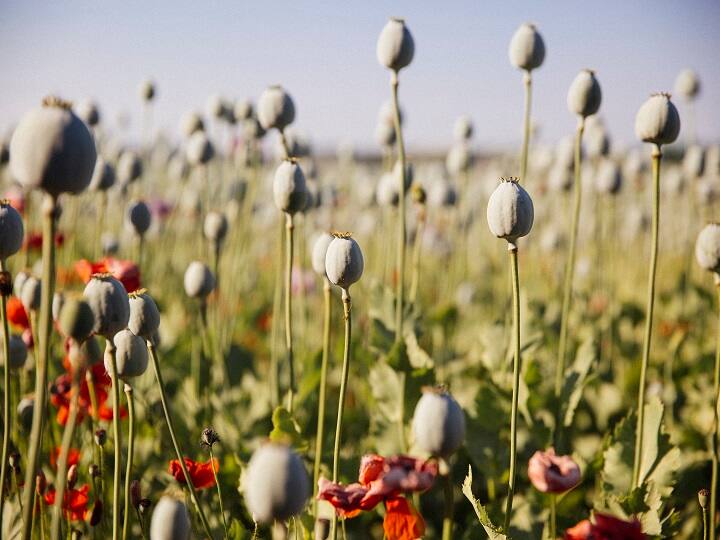Opium Crop Loss in Mandsaur due to Parrots and Nilgai or or Afeem ki Fasal Mai Nukasan यहां के तोतों को भी लगी नशे की लत, खेतों से उड़ा ले जाते हैं कई किलो अफीम...किसानों को भारी नुकसान!