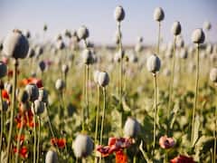 यहां के तोतों को भी लगी नशे की लत, खेतों से उड़ा ले जाते हैं कई किलो अफीम...किसानों को भारी नुकसान!