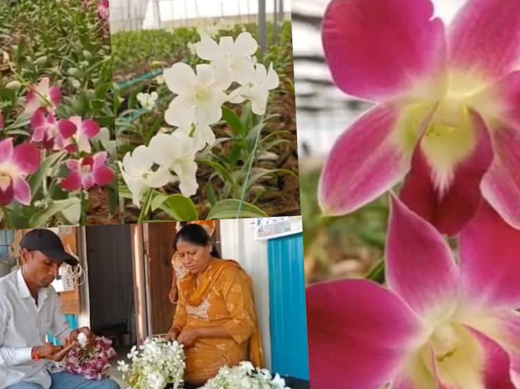 Orchid Flower Success Story orchid flower farming soilless farming saplings from Thailand success story of Jawahar Rathod of Yavatmal Orchid Flower Success Story: ऑर्किड फुल शेतीतून पहिल्याच वर्षी नऊ लाखांचं उत्पन्न, थायलंडहून रोपटे आणून केली माती विरहीत शेती; वाचा यवतमाळच्या जवाहर राठोड यांची यशोगाथा