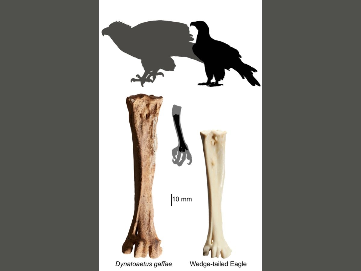 This image compares the tarsometatarsus (footbone) of Dynatoaetus gaffae and Wedge-tailed Eagle.  The estimated silhouettes of the animals are shown above.  With a wingspan of three meters, Dynatoaetus gaffe was twice as large as the wedge-tailed eagle.  Dynatoaetus gaffe was the largest eagle known to have existed in Australia.  (Photo credit: Ellen Mather)