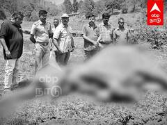 Elephant Death : பெண் யானை உயிரிழப்பு.. இதுதான் காரணம்.. வெளியான அதிர்ச்சி தகவல்