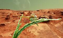 Science News: অনাহারে নয়, দিব্যি খেয়েপরে থাকতে পারেন মানুষ, মঙ্গলের মাটিতেও হতে পারে চাষবাস!