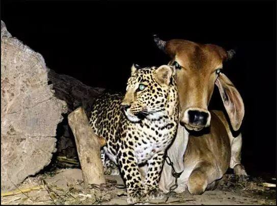 Leopard falls in love with cow comes to meet every night ਤੇਂਦੂਏ ਨੂੰ ਹੋਇਆ ਗਾਂ ਨਾਲ ਪਿਆਰ, ਹਰ ਰਾਤ ਕਰਨ ਆਉਂਦੈ ਮੁਲਾਕਾਤ