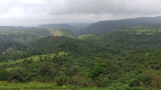 World Environment Day: ગુજરાતમાં ઝડપથી ઘટી રહ્યા છે જંગલો, રિપોર્ટમાં થયો ચોંકાવનારો ખુલાસો
