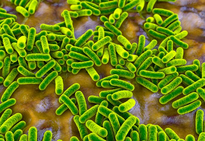 हा जीवाणू शरीरातील पेशी आणि ऊती नष्ट करतो. यावर वेळीच उपचार न झाल्यास हा प्राणघातक ठरू शकतो. नेक्रोटाइझिंग फॅसिटायटिस संक्रमित व्यक्तीच्या शरीरात झपाट्याने पसरतो. यामुळे त्वचा आणि त्याखालील ऊती नष्ट होऊन रुग्णाचा मृत्यू होतो.