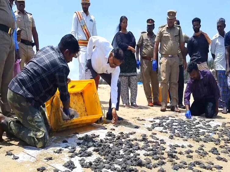 Mayiladuthurai District Collector was happy to leave the rare Olive Ridley turtle sticks in the sea TNN அரிய வகை ஆலிவ் ரெட்லி ஆமை குஞ்சுகளை கடலில் விட்டு மகிழ்ந்த மயிலாடுதுறை ஆட்சியர்