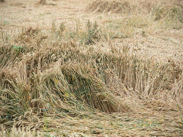 Wheat Crop Damage in Different Indian States Due to Rain and Hailstom in march 2023 Details बेमौसम बारिश ने छीना किसानों का सुख-चैन, लाखों एकड़ गेहूं की फसल बर्बाद...हैरान करने वाले हैं आंकड़े