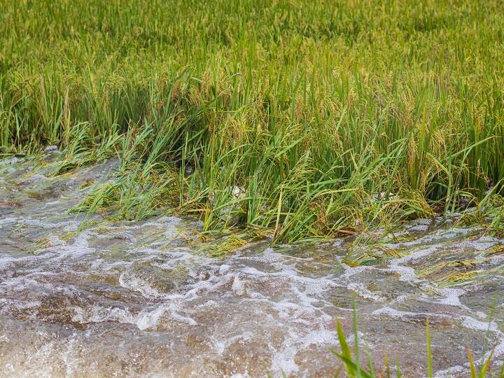 UP Govt Provide 4 lakh rupees Compensation to 10 Farmers died due to lightning during the rainy season Rabi Crop Compensation: फसल नुकसान के बीच इन किसानों को 4-4 लाख रुपये का मुआवजा, यहां करना होगा संपर्क