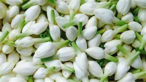 மல்லிகை பயிர் வேளாண் முறைகளை விவசாயிகளுக்கு கற்றுத்தர ரூபாய் 7 கோடி நிதி ஒதுக்கீடு