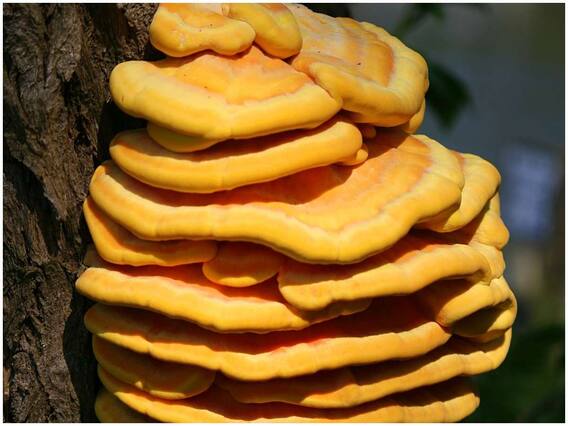 Mushrooms: ఈ పుట్టగొడుగును తింటే చికెన్ కర్రీ తిన్నట్టే ఉంటుంది, ఎక్కడైనా కనిపిస్తే వదలకండి Mushrooms: ఈ పుట్టగొడుగును తింటే చికెన్ కర్రీ తిన్నట్టే ఉంటుంది, ఎక్కడైనా కనిపిస్తే వదలకండి